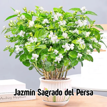 PerfumTree: Jazmín Sagrado del Persa