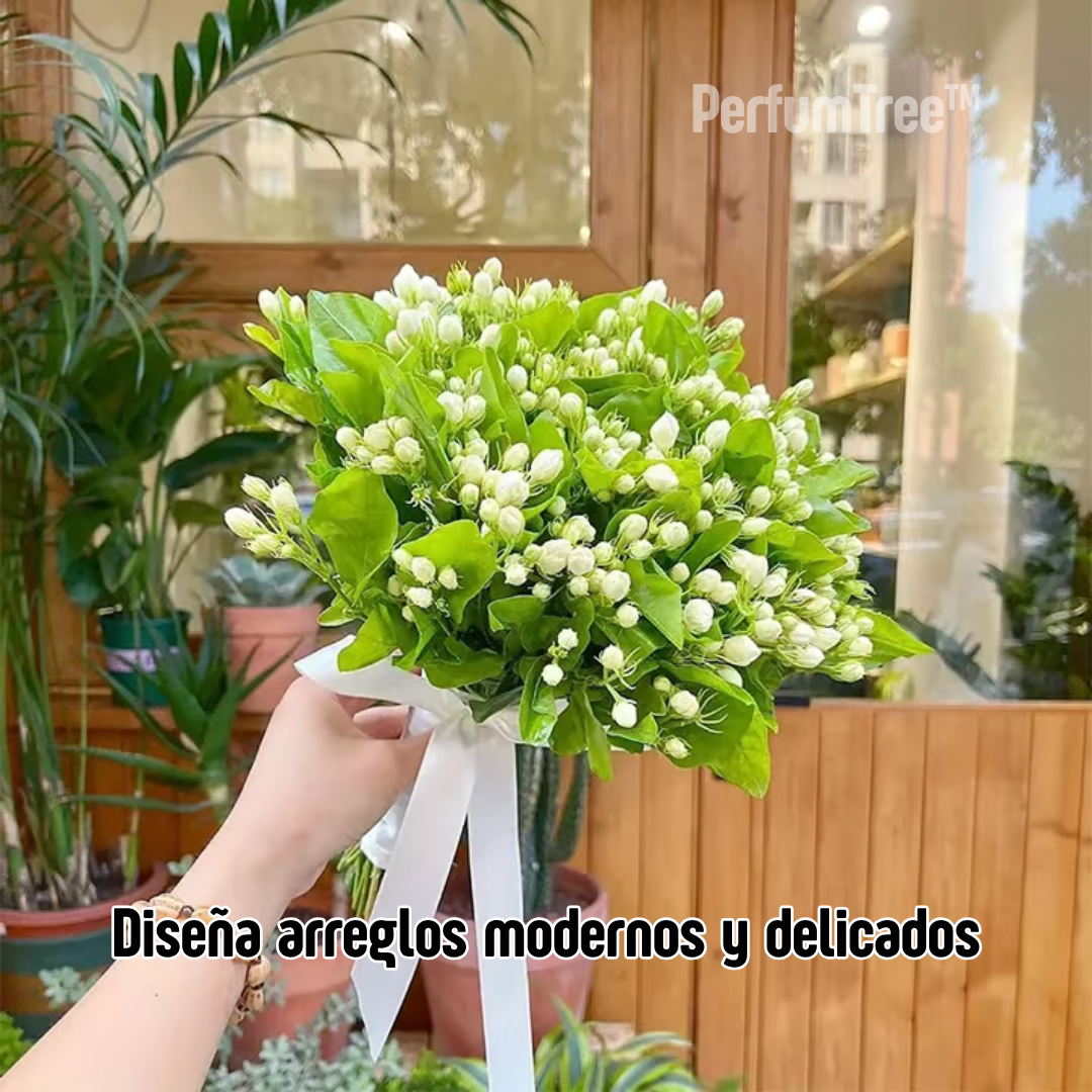 PerfumTree: Jazmín Sagrado del Persa