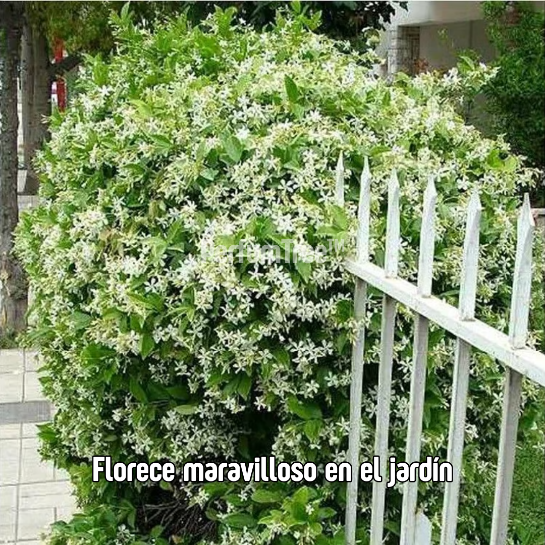 PerfumTree: Jazmín Sagrado del Persa